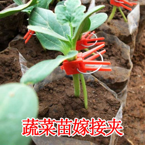 大棚蔬菜苗通用嫁接夹黄瓜苗番茄/西瓜甜瓜 圆口平口专用塑料夹子 - 图0