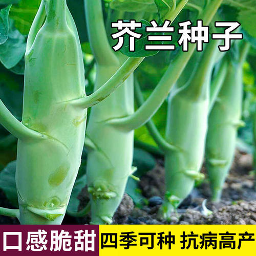 甜脆鸡腿芥蓝种子甜芥兰种籽孑广东四季耐热耐寒高产菜籽蔬菜大全 - 图0