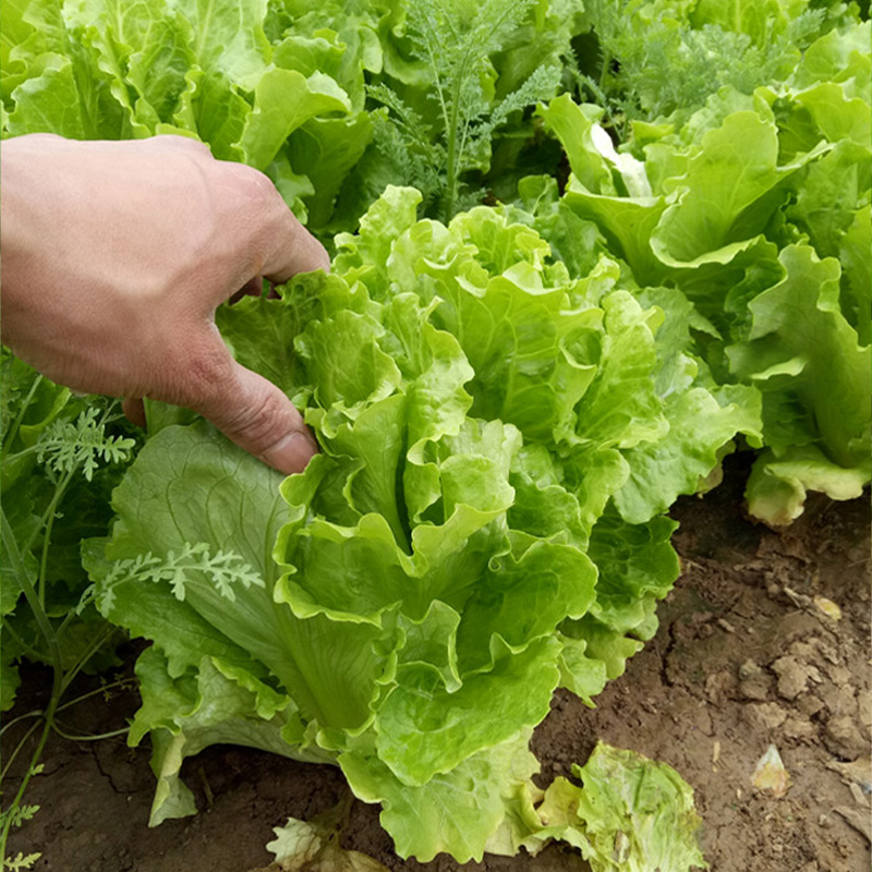 意大利生菜种子大全水培种籽四季高产蔬菜青菜孑菜籽冬季秋季菜种-图2