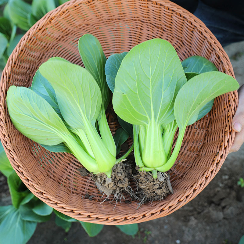 上海青青梗菜种子四季种籽孑小青菜油菜蔬菜大全籽种秋矮脚苏州青 - 图1