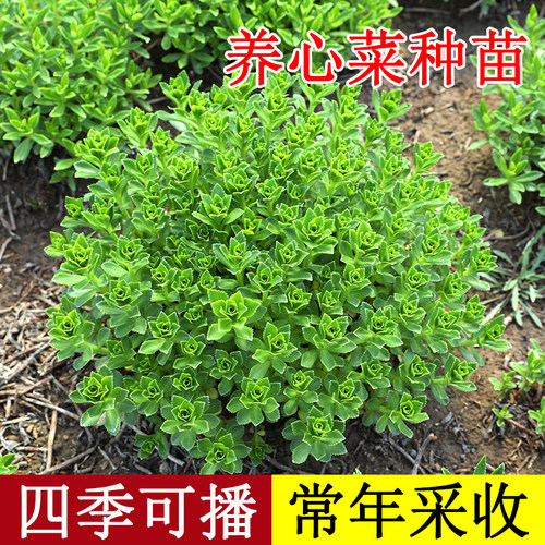 高钙养心菜种子种籽苗救心菜孑特色蔬菜四季青菜秧苗盆栽阳台菜苗 - 图0