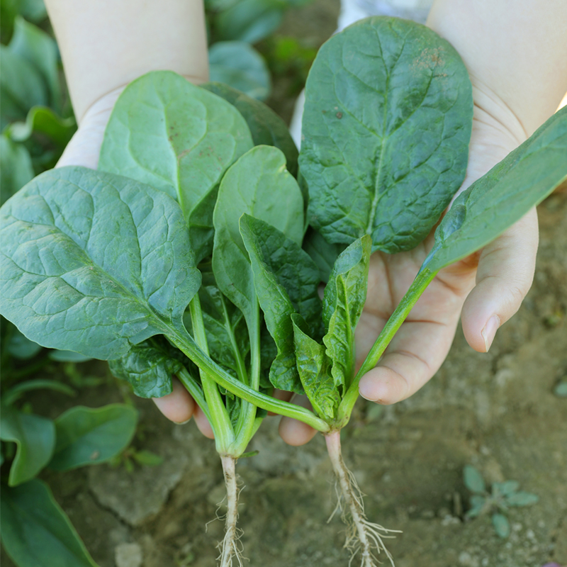 大叶菠菜籽种冬季四季青菜蔬菜小叶种籽孑大全阳台盆栽种子老品种 - 图3