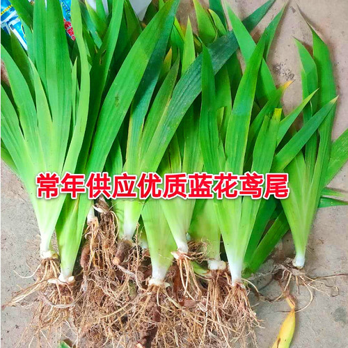 鸢尾花苗庭院道路绿化苗蝴蝶兰苗盆栽蓝花鸢尾苗素心兰花地被植物 - 图2