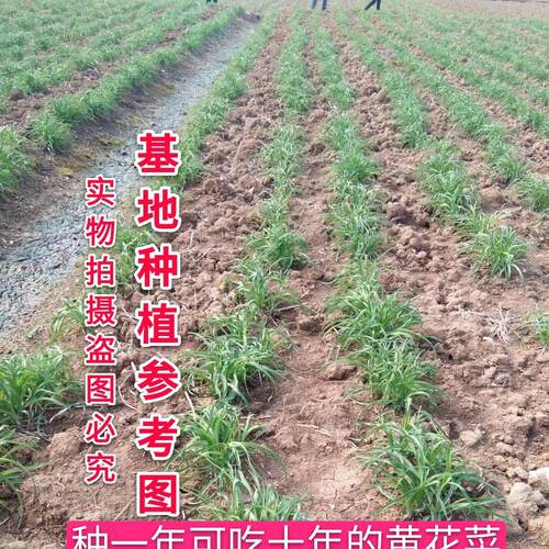优质黄花菜种苗种植苗食用黄花菜苗根金针菜苗现挖现卖四季可种植 - 图2