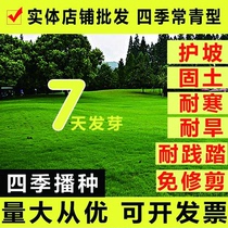 Green dwarf lawn seed lawn grass seed turf seed turf seed Four Seasons Cold Four Seasons Green Outdoor Plant