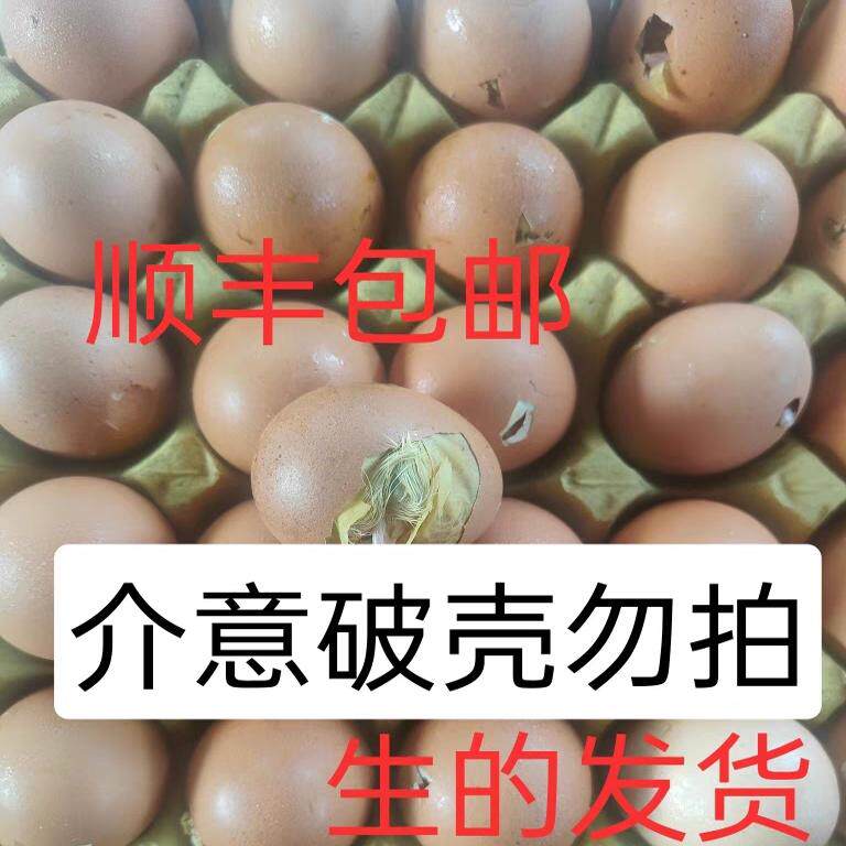 新鲜21天毛鸡蛋微啄壳全鸡毛蛋全喜蛋百分百发育完整介意碎壳慎拍