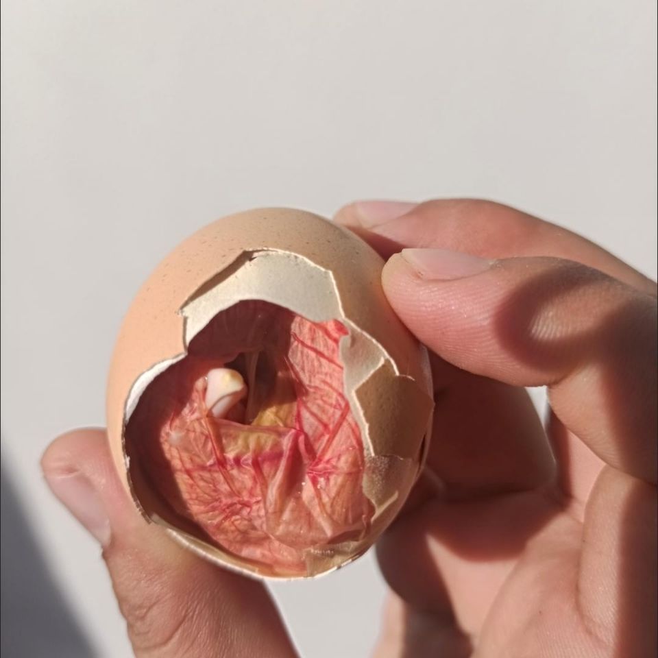 毛蛋鸡胚蛋新鲜18天生的毛鸡蛋喜蛋凤凰蛋非半鸡半蛋全鸡40枚包邮-图1