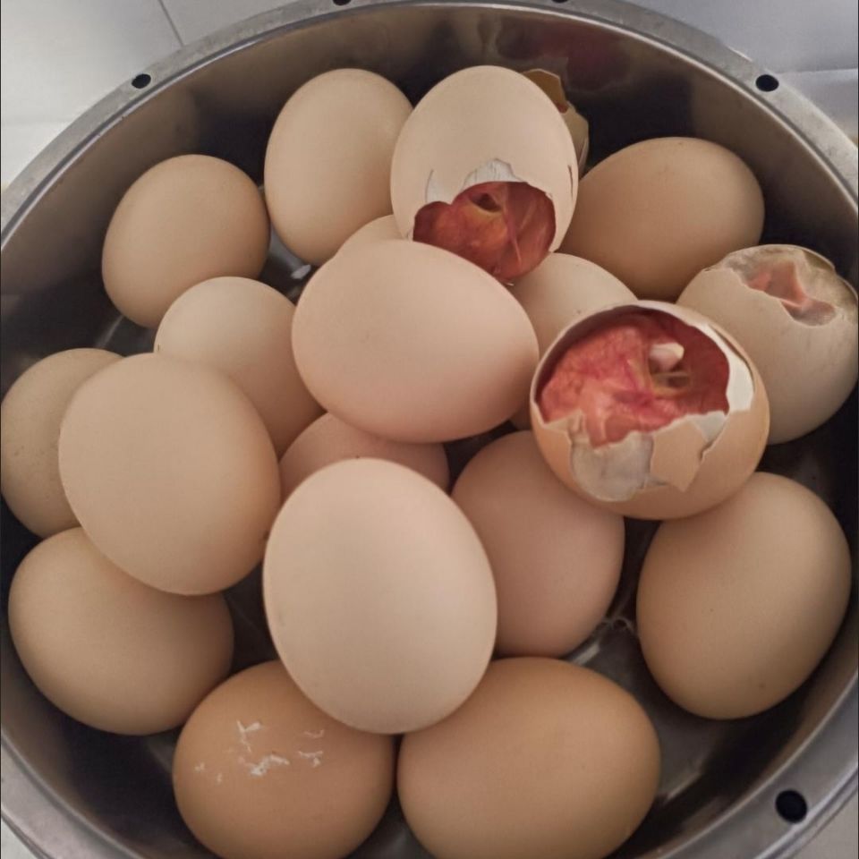 毛蛋鸡胚蛋新鲜18天生的毛鸡蛋喜蛋凤凰蛋非半鸡半蛋全鸡40枚包邮-图0