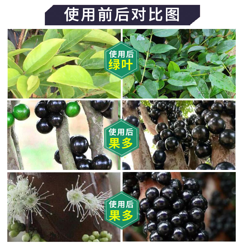 嘉宝果专用肥珍宝果肥料绿叶小硕果营养液树葡萄有机肥家庭四季肥 - 图1