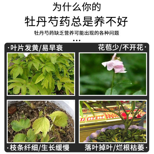 牡丹花芍药专用肥料花肥有机复合开花促花生根剂缓释肥营养液壮根 - 图0