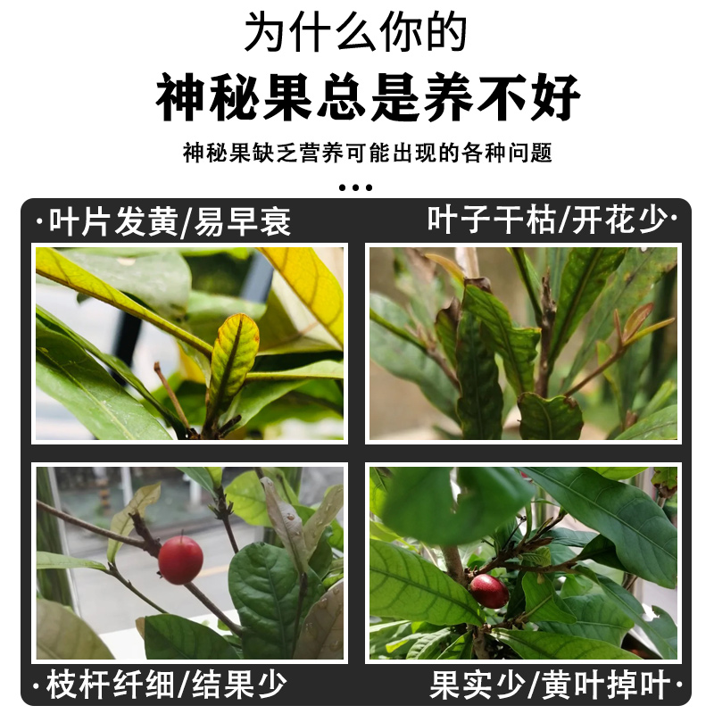 神秘果专用肥营养液变味果肥料植物有机肥料果树有机复合颗粒缓释-图0