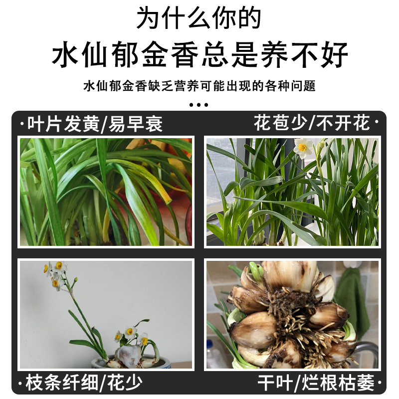 百合水仙花专用营养液百合花种球水培植物专用有机肥料生根促开花