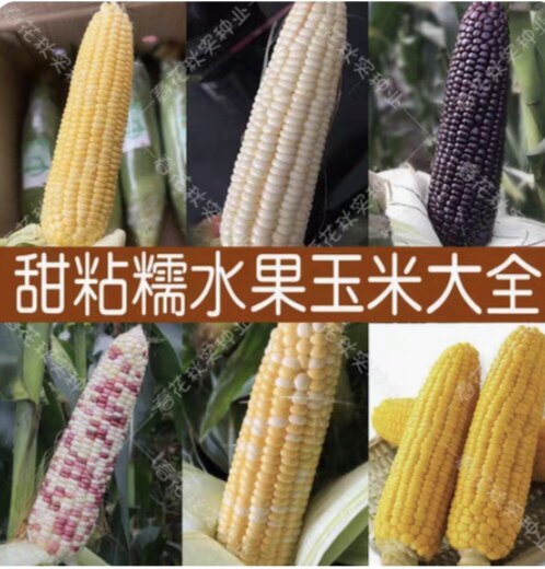 玉米籽合集农科糯336斯达糯44金银水果黑糯黄糯白糯彩甜糯玉米籽,淘宝优惠券,粉丝福利购,淘宝优惠卷