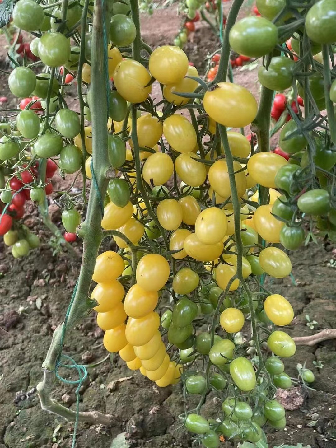 抗TY奶油天使（白衣天使）小番茄种子5粒7.6元F1皮薄糖度高,淘宝优惠券,粉丝福利购,淘宝优惠卷