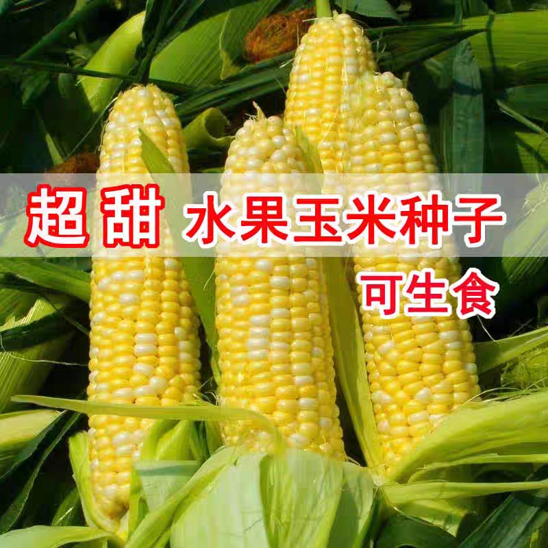 玉米籽合集农科糯336斯达糯44金银水果黑糯黄糯白糯彩甜糯玉米籽,淘宝优惠券,粉丝福利购,淘宝优惠卷