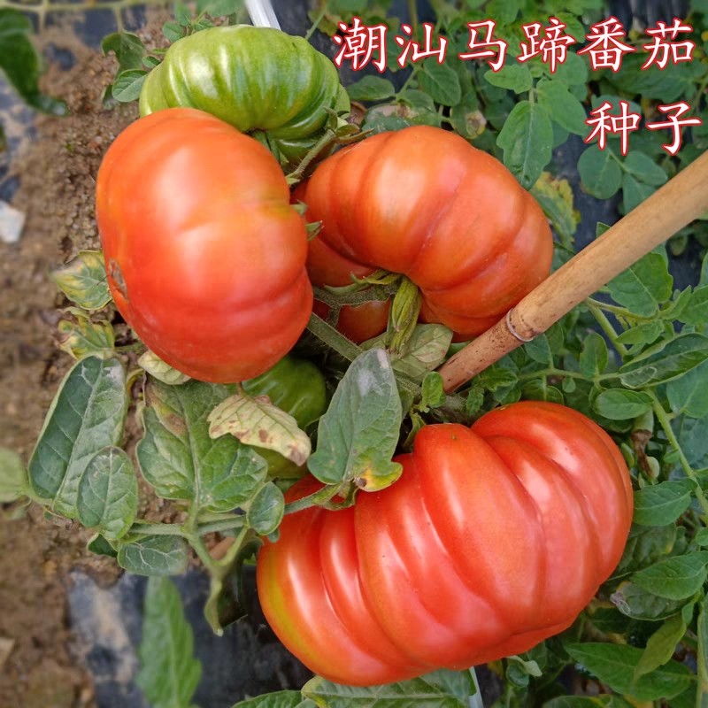 揭阳农研潮汕老品种马蹄大蕃茄籽 原包分装10粒5元（28包邮）,淘宝优惠券,粉丝福利购,淘宝优惠卷