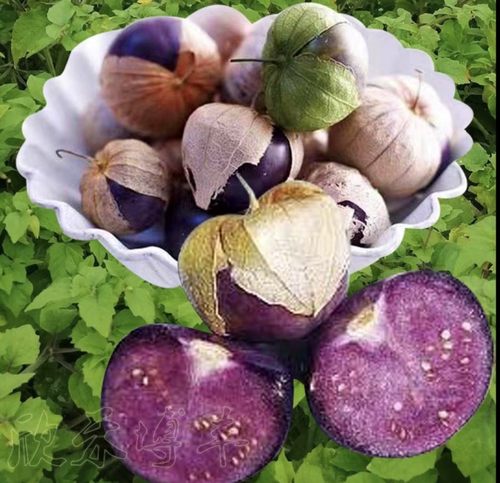 菇娘合集粒粒甜黄菇娘紫菇娘红菇娘俄罗斯大菇娘 - 图1