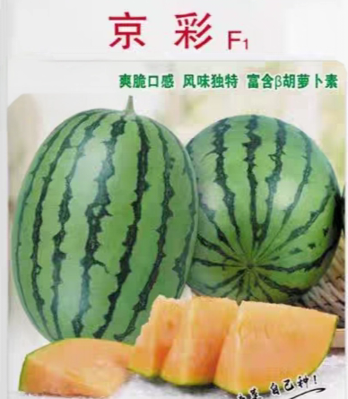 F1农科院京彩全球一号小西瓜种20粒26元原包橙肉皮薄富含胡萝卜素 - 图1