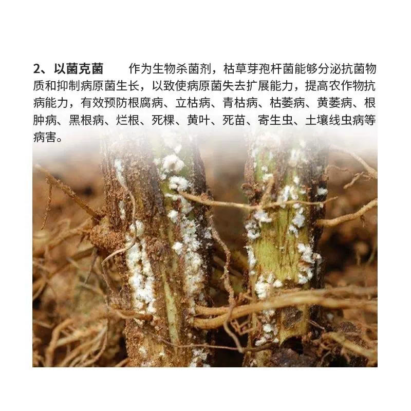 枯草芽孢菌杆菌50克4元农用微生物菌剂菌肥土壤有机松土壤活化宝 - 图2