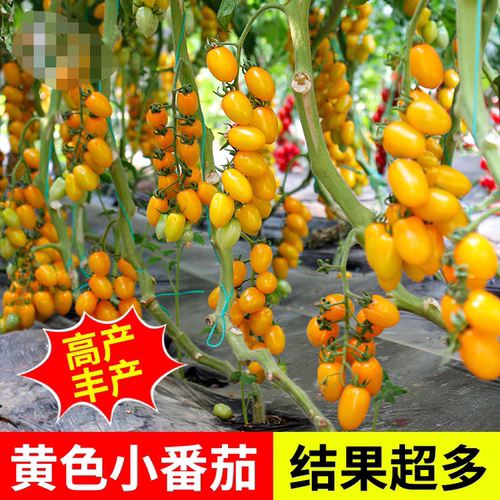 F1台湾农友金妃小番茄种子5粒5元耐青枯黄色圣女果樱桃番28元包邮 - 图0