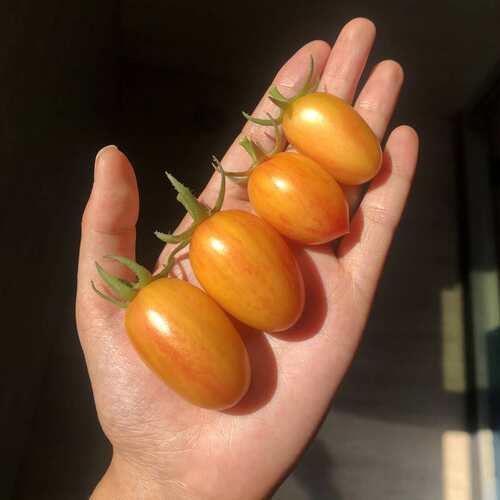 传家宝番茄羞涩腮红（自封顶品种）blush7粒5元满28元包邮 - 图0