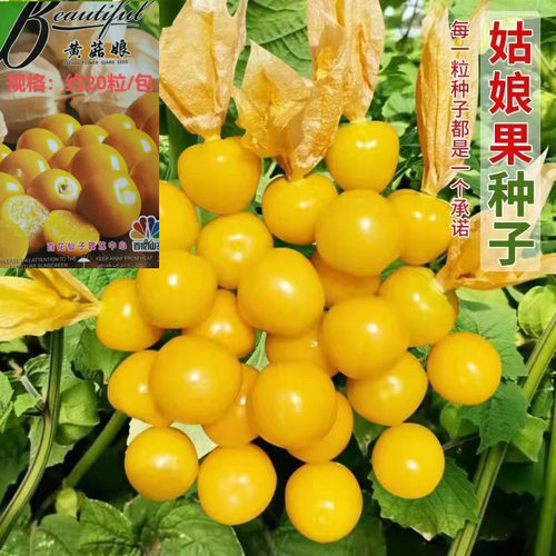 菇娘合集粒粒甜黄菇娘紫菇娘红菇娘俄罗斯大菇娘 - 图2