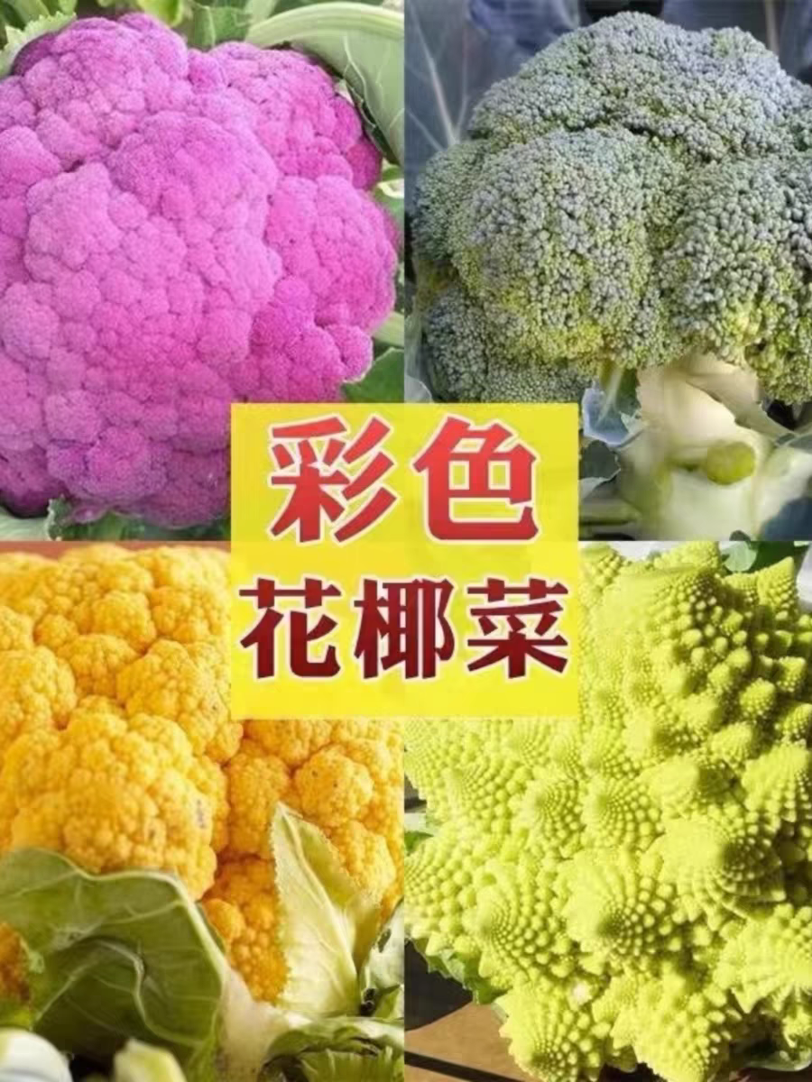 多彩椰菜种子约220粒4.9元原厂彩包四季花菜适合冬天种的菜籽,淘宝优惠券,粉丝福利购,淘宝优惠卷
