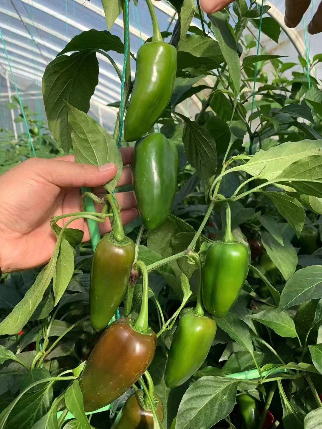 菜用辣椒种子合集螺丝椒杭椒二金条樟树港羊角椒麻椒黄线椒港椒,淘宝优惠券,粉丝福利购,淘宝优惠卷