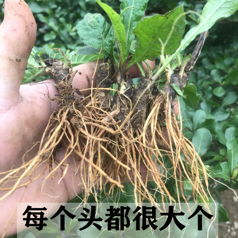 地胆头干货新鲜 广东煲汤料红花地斩头深山地胆草根正品500g包邮 - 图1