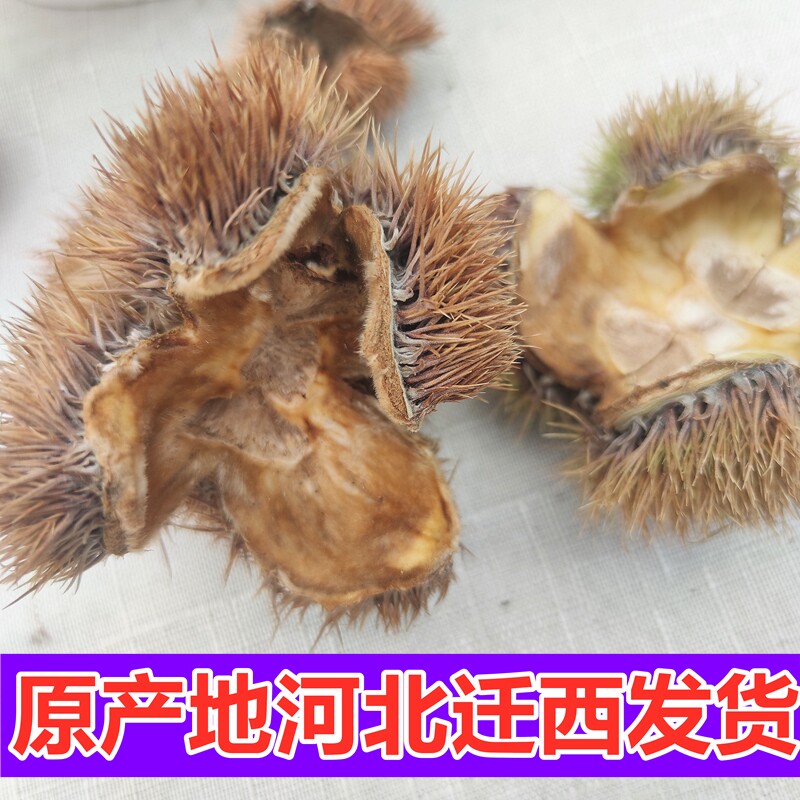 风栗壳栗子壳板栗壳中药板栗毛球栗子刺带刺壳风粟外壳粟子壳淋巴_虎窝淘