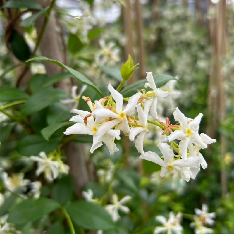 风车茉莉盆栽 阳台庭院耐阴耐寒清香型爬藤花卉植物 原土原盆发货 - 图0