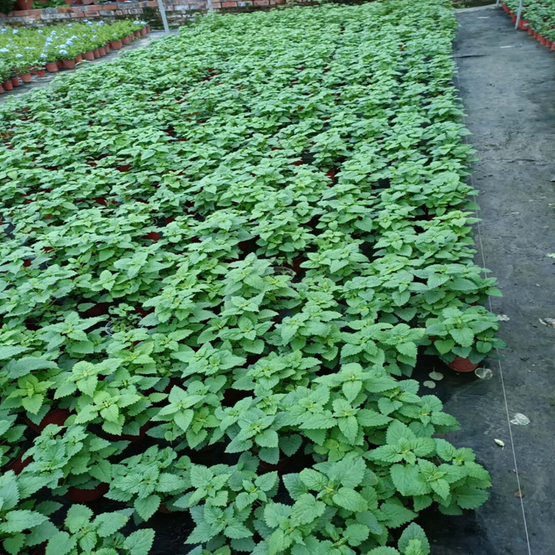 藿香苗盆栽可食用新鲜香叶植物 庭院阳台庭院可种植 五香叶鱼香草 - 图2