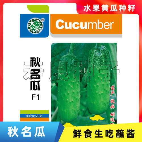 黄瓜种籽秋名瓜唐山秋瓜黑刺小型迷你水果生吃盆栽蔬菜瓜果种子 - 图2