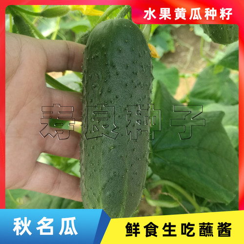 黄瓜种籽秋名瓜唐山秋瓜黑刺小型迷你水果生吃盆栽蔬菜瓜果种子 - 图0