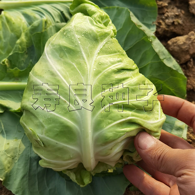 牛心甘蓝种子布尔特春丰迎春卷心菜大头菜尖包菜黄心种孑甘兰籽种-图0