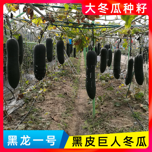 大冬瓜种子籽黑皮长身黑龙一号铁实心东节瓜巨特大高产蔬菜瓜果孑 - 图2