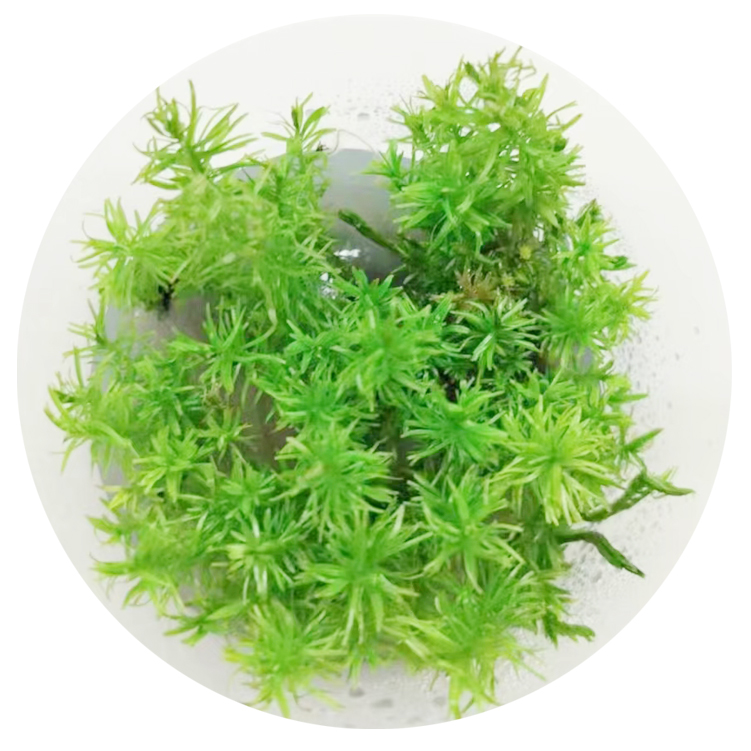 bucephalandra Tissue culture sterile Crypts aquatic plants-图2