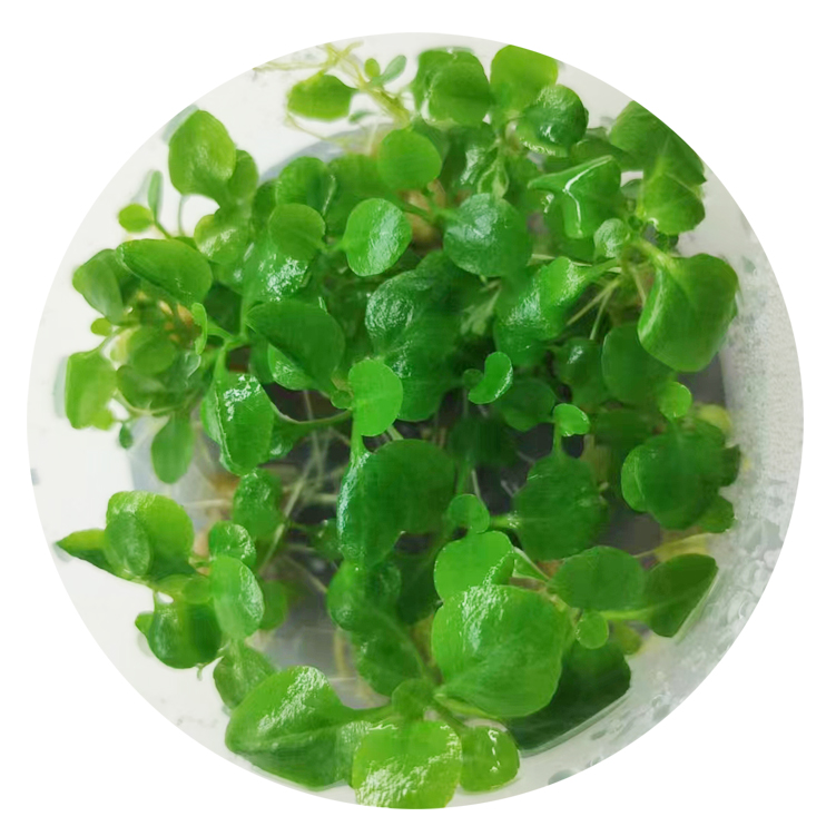 bucephalandra Tissue culture sterile Crypts aquatic plants-图0