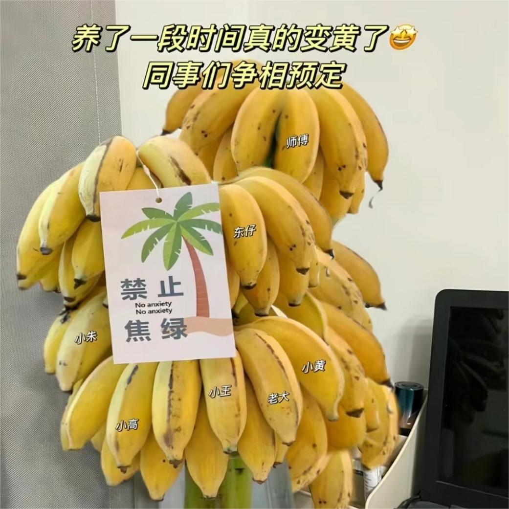 办公室新宠—禁止“蕉绿”绿植  香蕉蕉财进宝 实现香蕉自由 - 图2