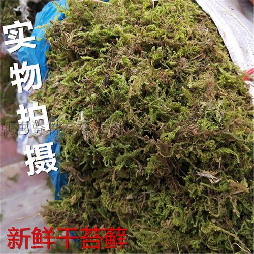 干苔藓干水苔水草乌龟运输冬眠垫才专用铁皮石斛兰花育苗嫁接种植 - 图0