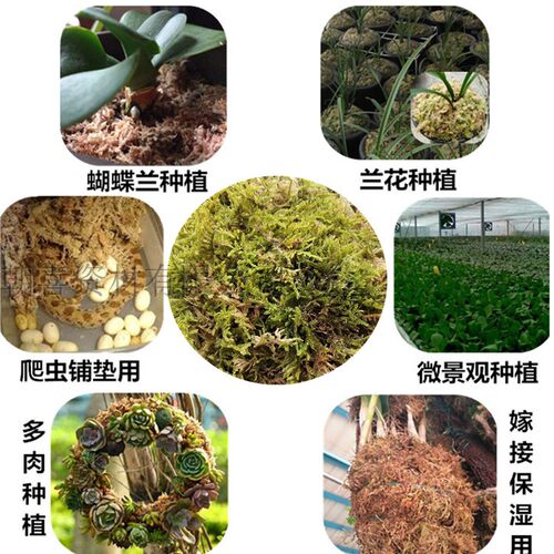 干苔藓干水苔水草乌龟运输冬眠垫才专用铁皮石斛兰花育苗嫁接种植 - 图2