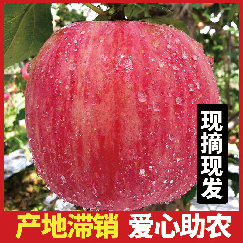 山东脆甜高原红富士苹果当季应季新鲜水果2-10斤整箱冰糖心丑苹果,淘宝优惠券,粉丝福利购,淘宝优惠卷