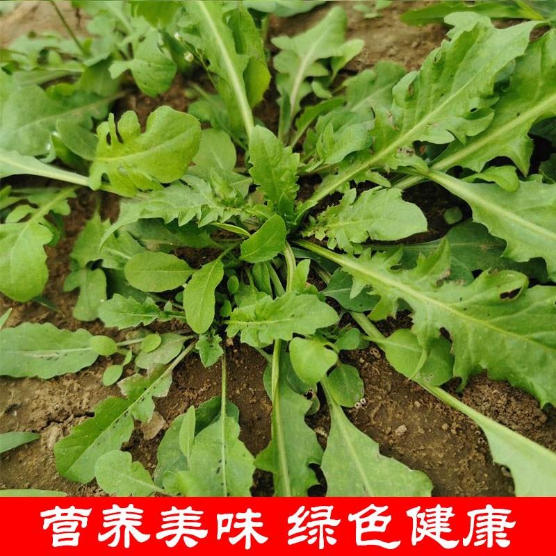 荠菜野菜新鲜包邮4斤 地菜齐菜野生现挖鲜荠菜水饺陷小叶天然蔬菜 - 图1