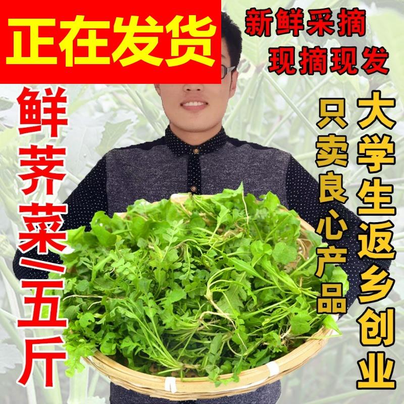 新鲜初一也发货 嫩干净新鲜荠菜5斤荠荠菜野菜新鲜野生现挖饺子饭 - 图0