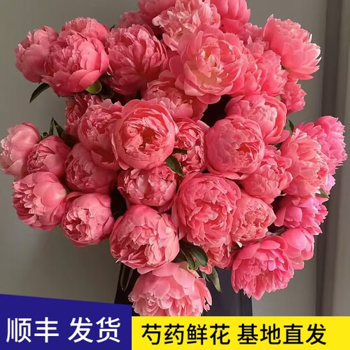 芍药鲜花牡丹重瓣花束云南鲜切花玫瑰百合插花卉情人节基地母亲节 - 图2