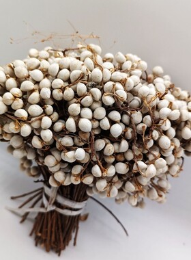 秋冬北欧简约小白果乌桕干花材