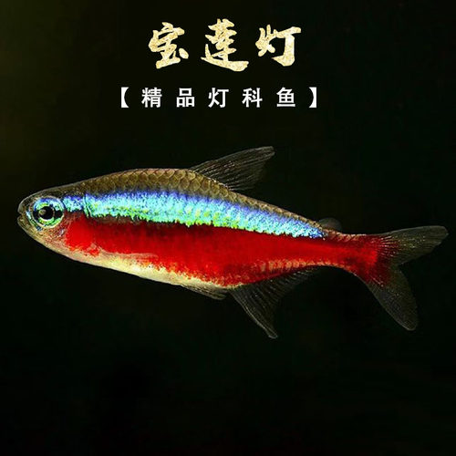 宝莲灯鱼活体灯科鱼淡水小型草缸群游好养耐活红绿灯热带观赏鱼苗 - 图0