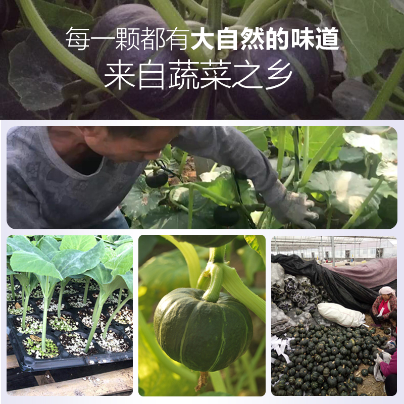 贝贝南瓜板栗味小南瓜净5斤非日本进口正宗南瓜新鲜粉糯宝宝爱吃 - 图1