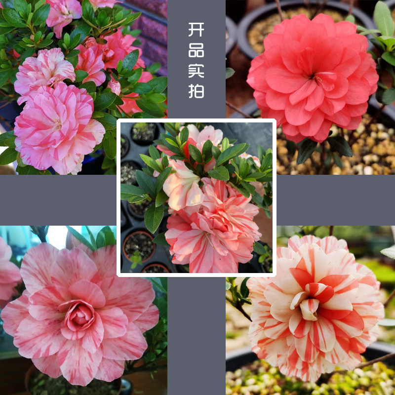 十大耐寒树苗排名