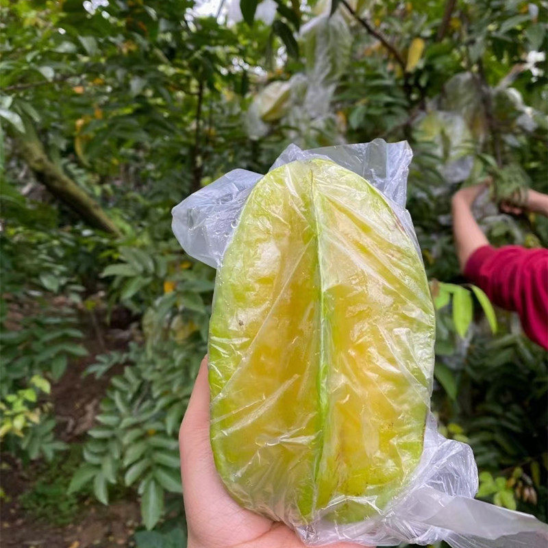 新鲜现摘福建云霄下河杨桃 树上黄 大果纯甜多汁当季孕妇水果包邮,淘宝优惠券,粉丝福利购,淘宝优惠卷